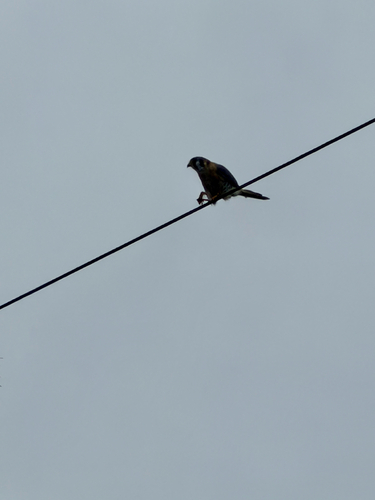 American Kestrel observed by hambirders