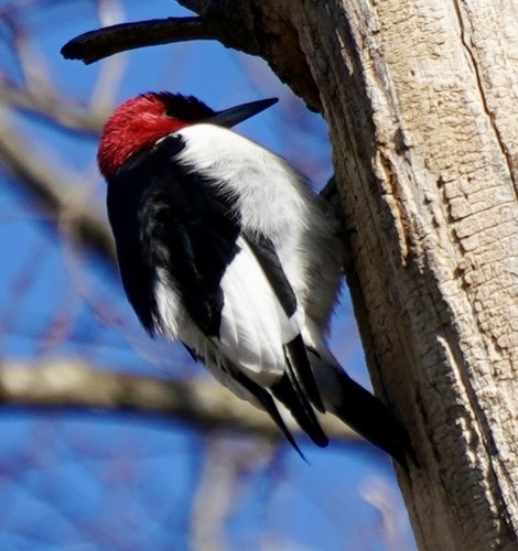Red-headed Woodpecker observed by beckytrimble