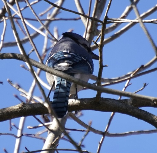 Blue Jay observed by beckytrimble