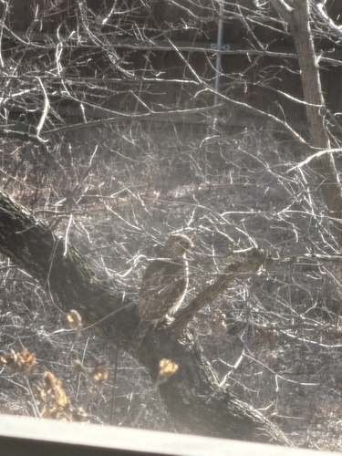 Red-shouldered Hawk observed by janlapine