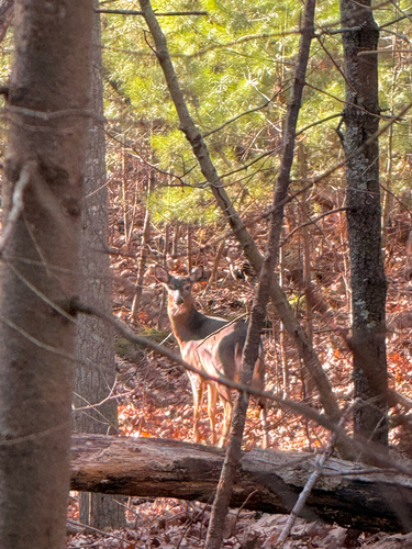 White-tailed Deer observed by kateinthewildri