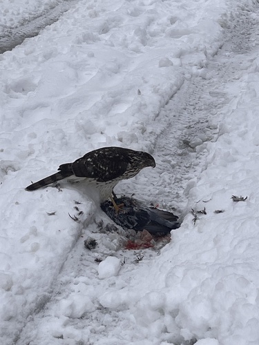 Épervier de Cooper observed by valsav
