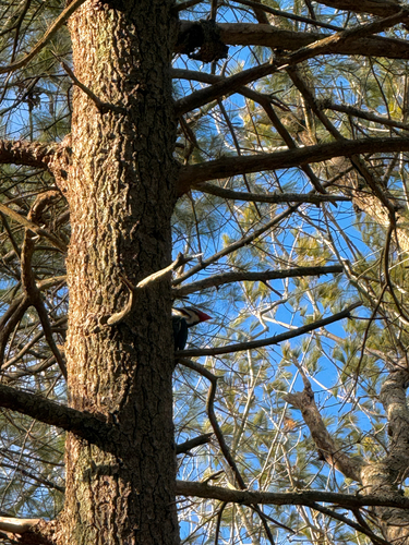 Pileated Woodpecker observed by kateinthewildri
