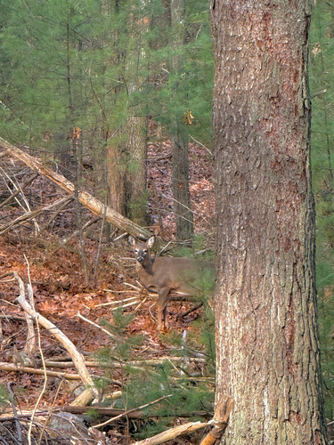 White-tailed Deer observed by kateinthewildri
