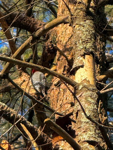 Red-bellied Woodpecker observed by kateinthewildri