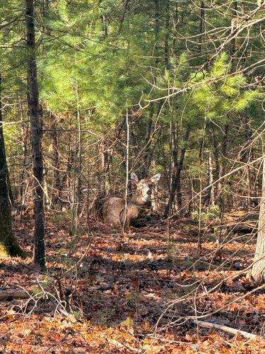 White-tailed Deer observed by kateinthewildri