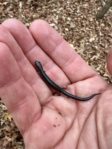 Eastern Red-backed Salamander observed by novah21