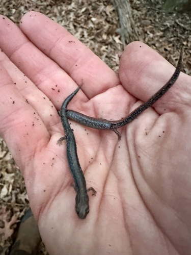Eastern Red-backed Salamander observed by novah21