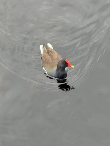 Common Gallinule observed by analocci