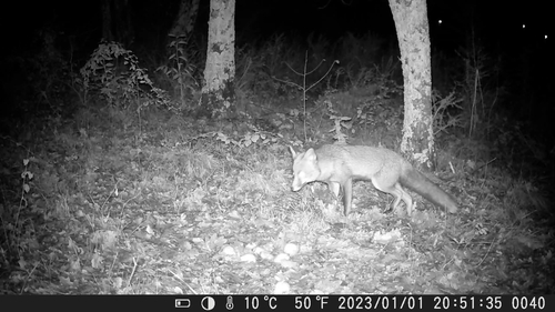 Raposa observed by mad_skn