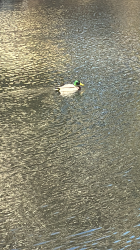 Mallard observed by sclark32