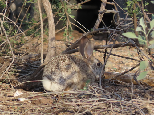 Desert Cottontail observed by grandmabirder