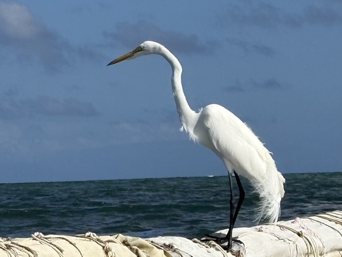 Great Egret observed by nathalier71