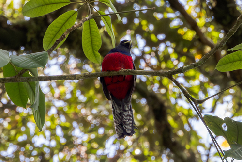 Bar-tailed Trogon