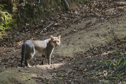 Domestic × European Wildcat
