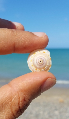 Architectonica nobilis