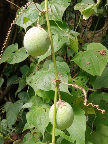 Passiflora adenopoda