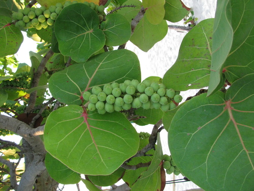 Árboles frutales de la península de Yucatán · NaturaLista Mexico