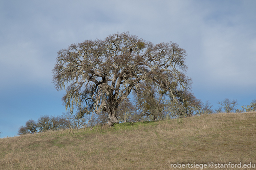 iNaturalist observation photo of oaks