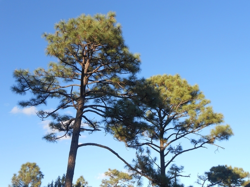 Yécora Pine