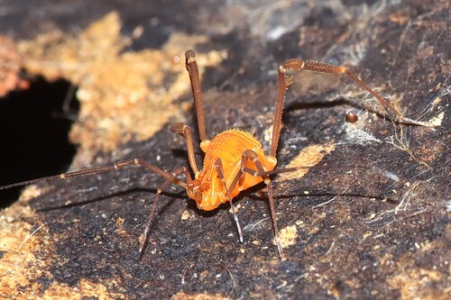 Hinzuanius vittatus