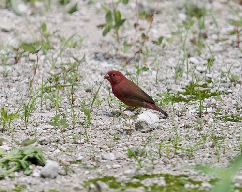 Red-billed Firefinch