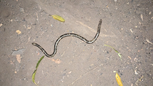 Zambezi Blind Snake