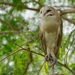Southeast Asian Barn Owl - Photo (c) Lester Tan, all rights reserved, uploaded by Lester Tan