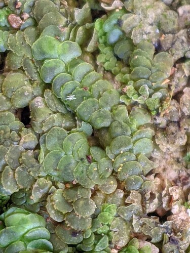 Radula acutiloba
