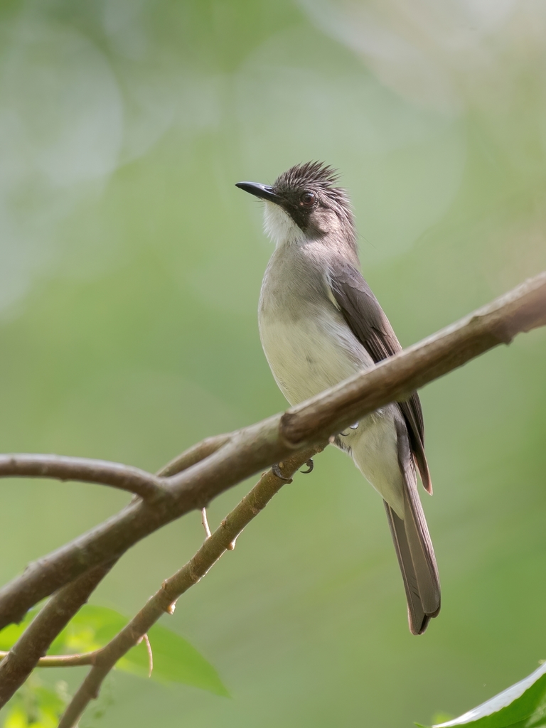 Cinereous Bulbul photo