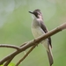 Cinereous Bulbul - Photo (c) Lester Tan, all rights reserved, uploaded by Lester Tan