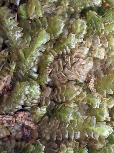 Radula pulchella