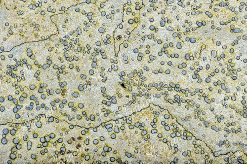 Smokey-eyed Boulder Lichen