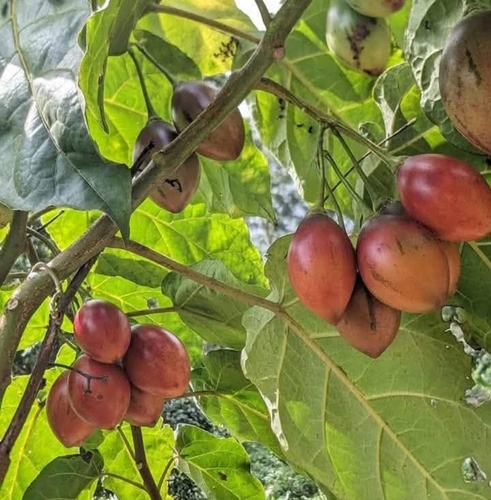 tamarillo