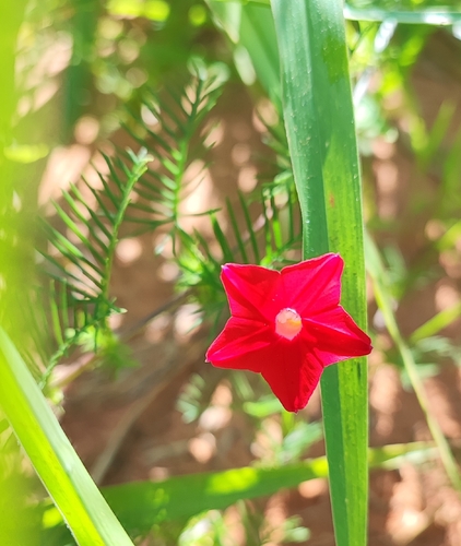 Cypress Vine