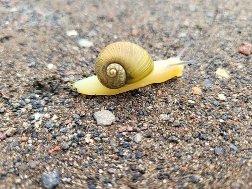 Cantareus apertus