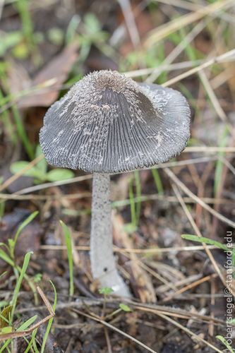 iNaturalist observation photo of hare's foot inkcap