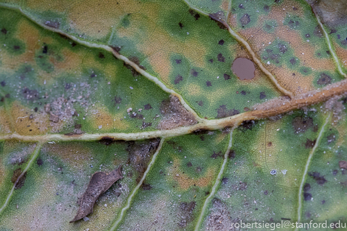 iNaturalist observation photo of coast live oak