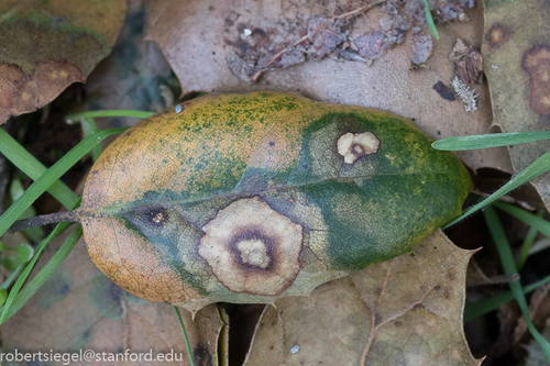 iNaturalist observation photo of coast live oak