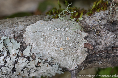 iNaturalist observation photo of Crabseye Lichens