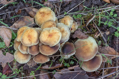 iNaturalist observation photo of Sulphur Tuft