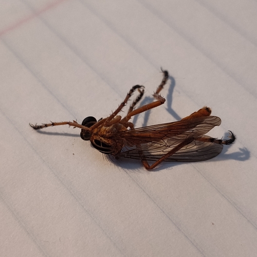 Unknown species found near Wake County, US-NC, US