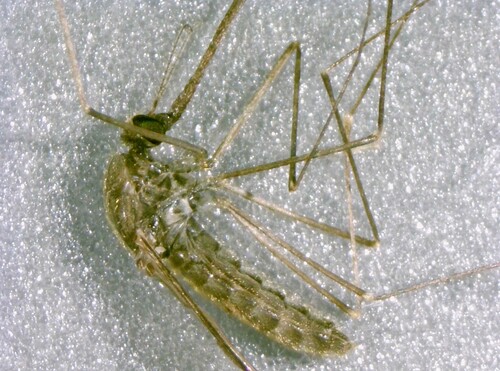 Unknown species found near Delaware City, DE, USA