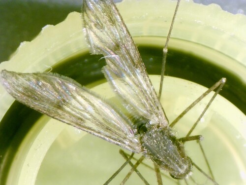 Unknown species found near Delaware City, DE, USA