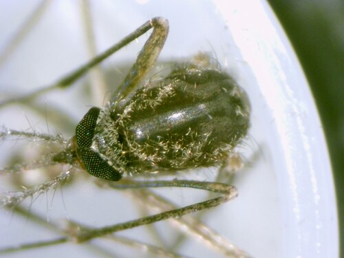 Unknown species found near Delaware City, DE, USA