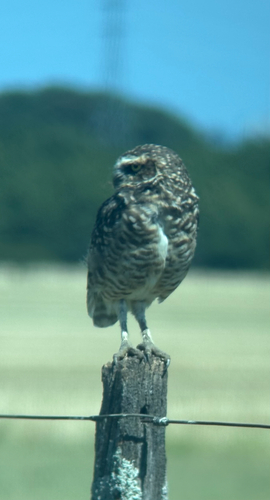 Burrowing Owl
