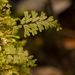 Hymenophyllum peltatum - Photo (c) Patrich Cerpa, όλα τα δικαιώματα διατηρούνται, uploaded by Patrich Cerpa