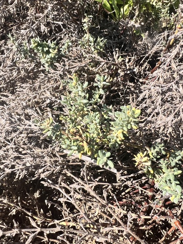 iNaturalist observation photo of Alkali Heath