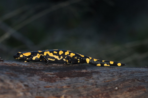 Avistamiento Salamandra común (Sierra Nevada)