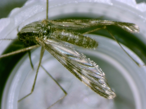 Unknown species found near Delaware City, DE, USA